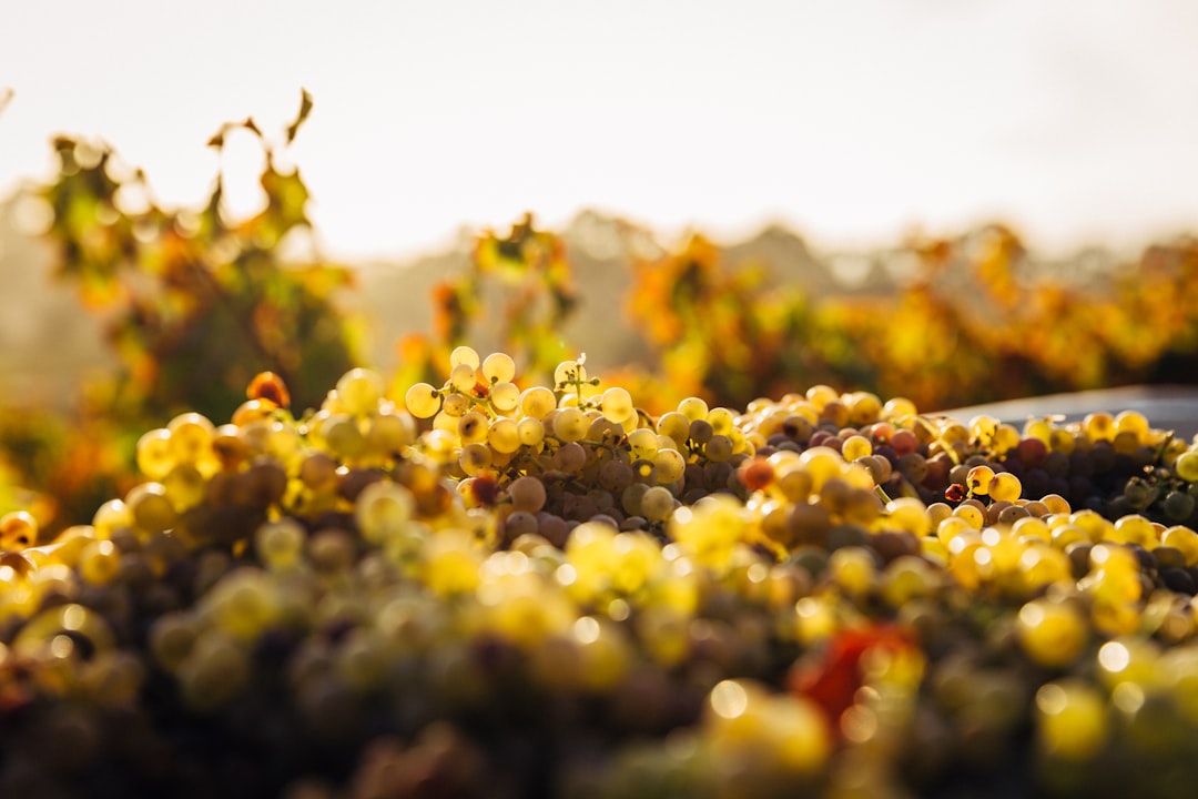 Popular Types of Tokaji Wines