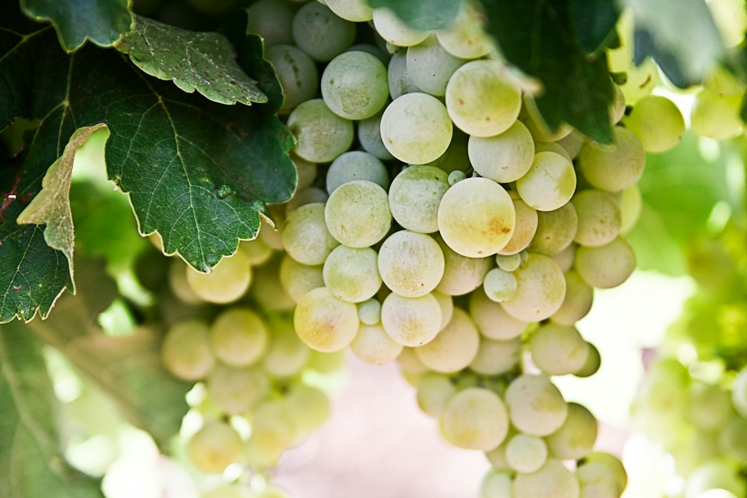 Production Process of Tokaji Wine