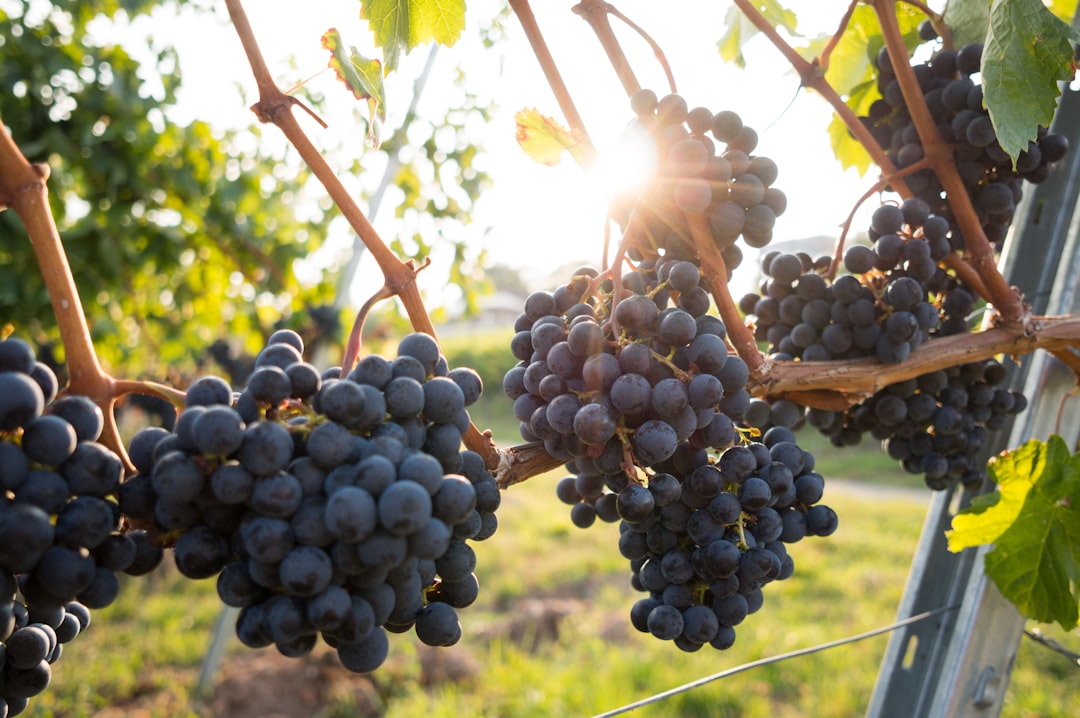 Unique Characteristics of Sauternes and Tokaji Wines