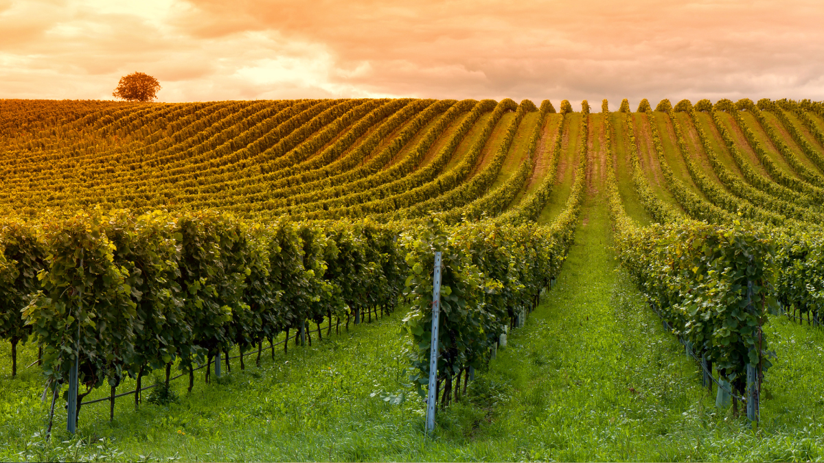 grape vineyard