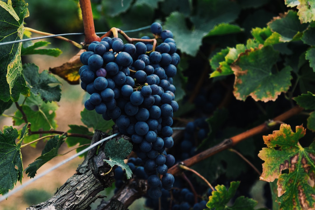 Green Veltliner