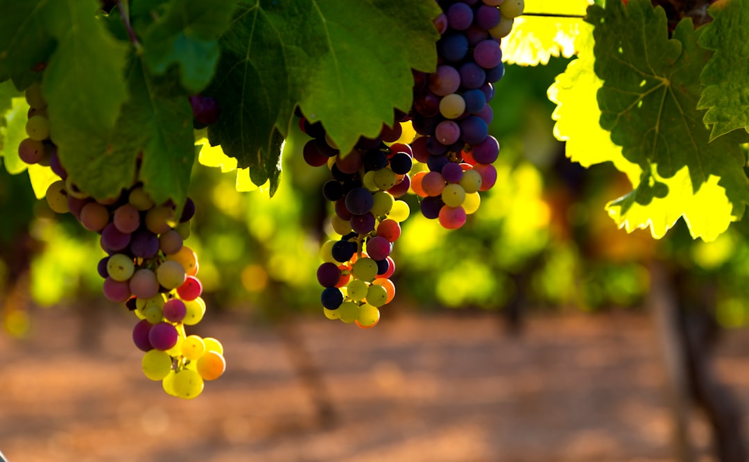 Grüner Veltliner Food Pairing Trends and Innovations