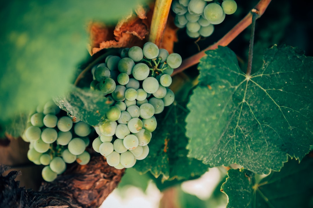 Xinomavro Grape