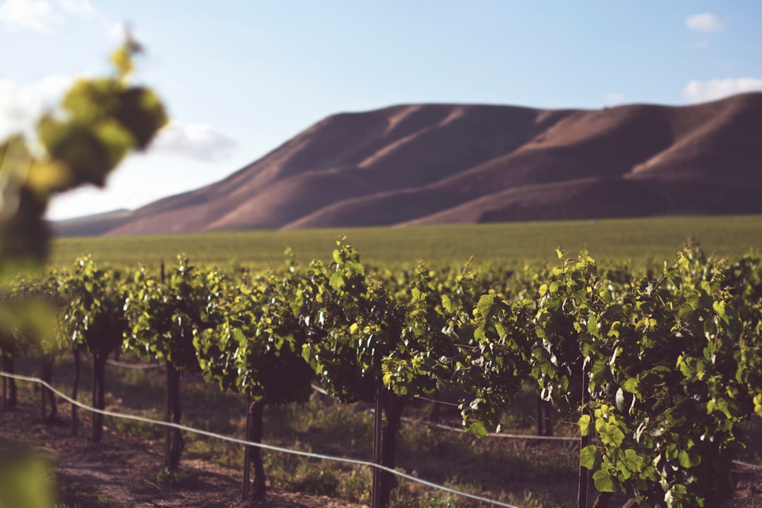 Chenin Blanc Production Regions