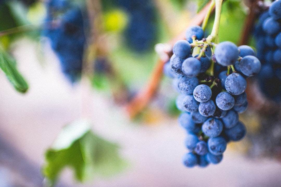 Distinctive Characteristics of Chenin Blanc