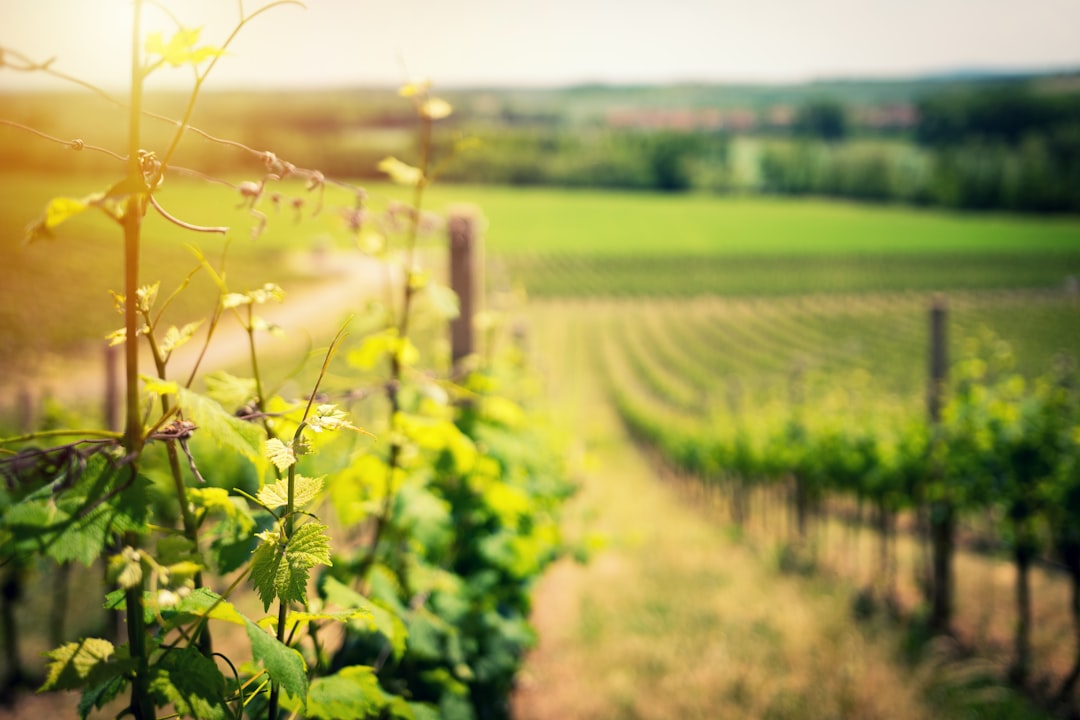 The Historical Significance of Chenin Blanc