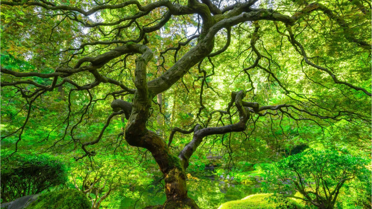 Mizunara Oak